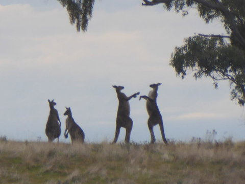 Molly's Chase - Stays Accommodation 23