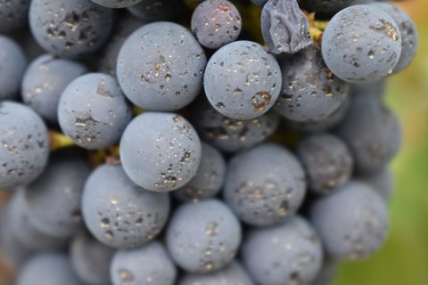 A Coonawarra Experience - Stayed 23