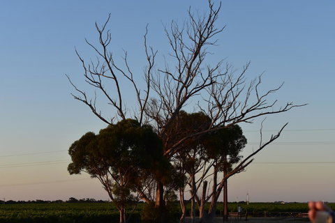 A Coonawarra Experience - Stayed 24