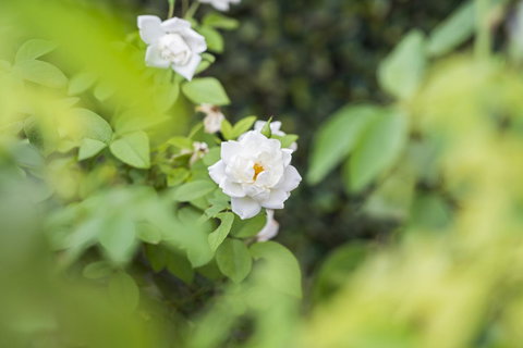 Garden City Motor Inn - Stayed 40