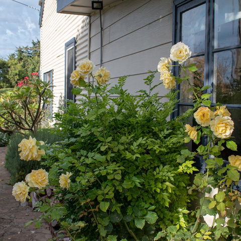 Haven Cottage Kangaroo Island - Stayed 1