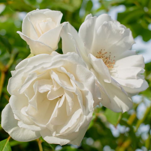 Haven Cottage Kangaroo Island - Stayed 2