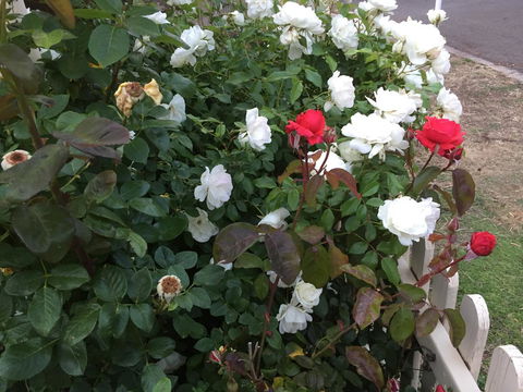 Blyth Cottage Burra - Stayed 26