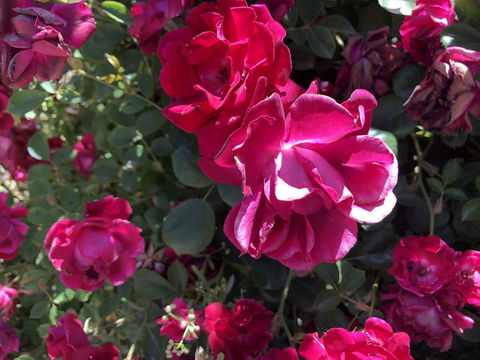 Blyth Cottage Burra - Stayed 20