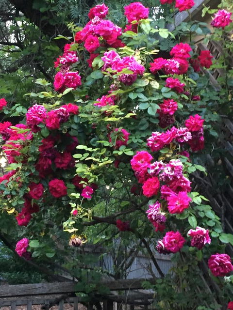 Blyth Cottage Burra - Stayed 25