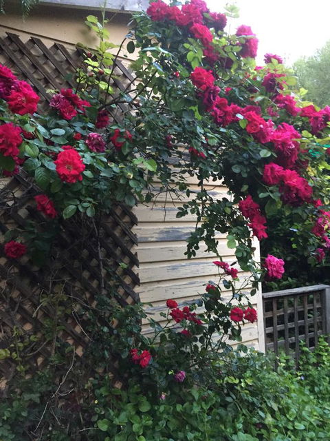 Blyth Cottage Burra - Stayed 24