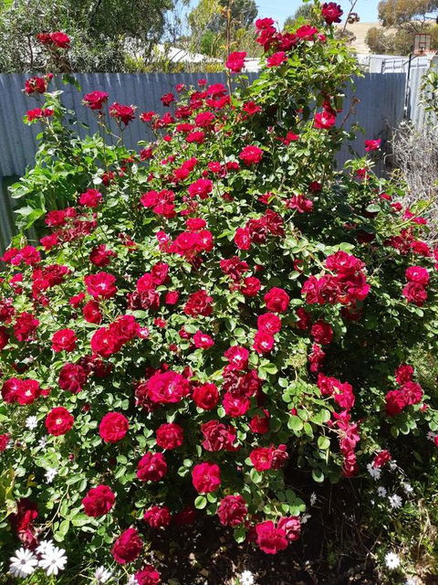 Blyth Cottage Burra - Stayed 22