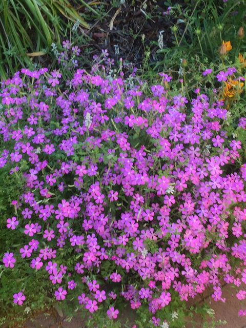 Blyth Cottage Burra - Stayed 30