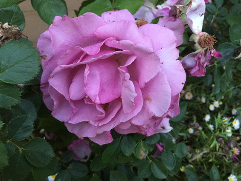 Blyth Cottage Burra - Stayed 27