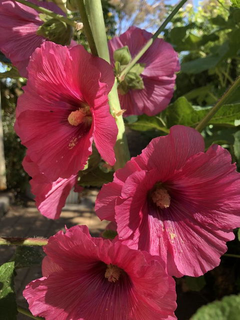 Blyth Cottage Burra - Stayed 21