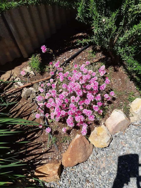 Blyth Cottage Burra - Stayed 19