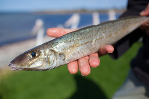 Modra\'s Apartments - Stayed 18