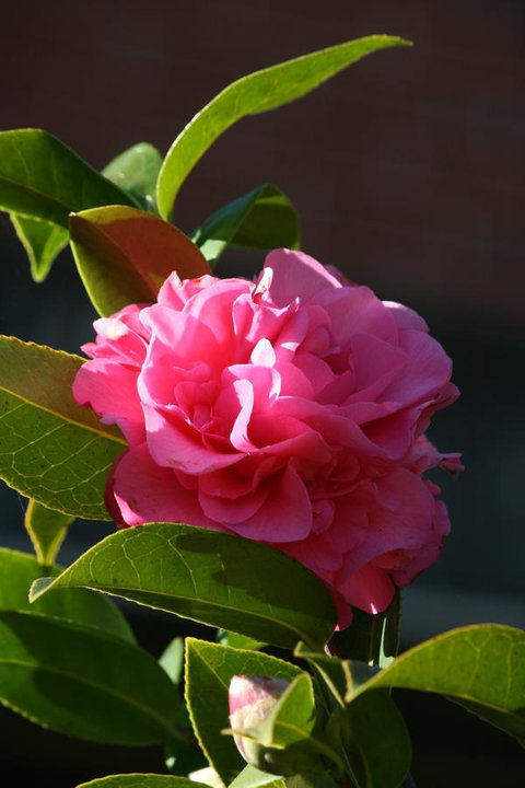 Pirralilla Estate Adelaide Hills - Stayed 23