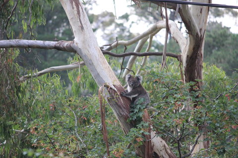 Pirralilla Estate Adelaide Hills - Stayed 24