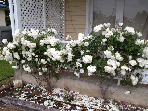 Railway Cottage In Beachport - Stayed 12