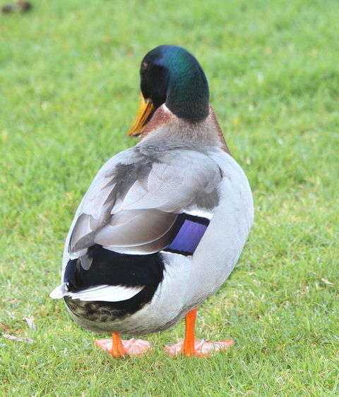 Riverview Tourist Park - Stayed 26