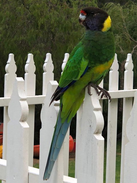 Riverview Tourist Park - Stayed 20