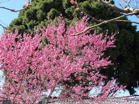 Apple Tree Cottage - Stayed 31