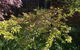 Warriwillah - Millthorpe's Country Motel - thumb 6