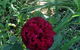 Warriwillah - Millthorpe's Country Motel - thumb 13