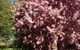 Warriwillah - Millthorpe's Country Motel - thumb 10