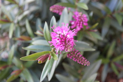 Grand Manor Motor Inn - Stays Accommodation 3