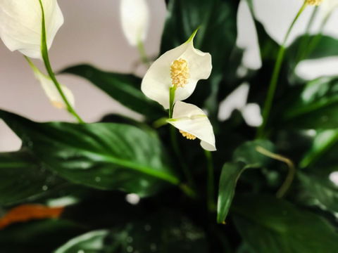 Woollahra Gem, Spectacular Views And Garden Paradise - Stayed 12