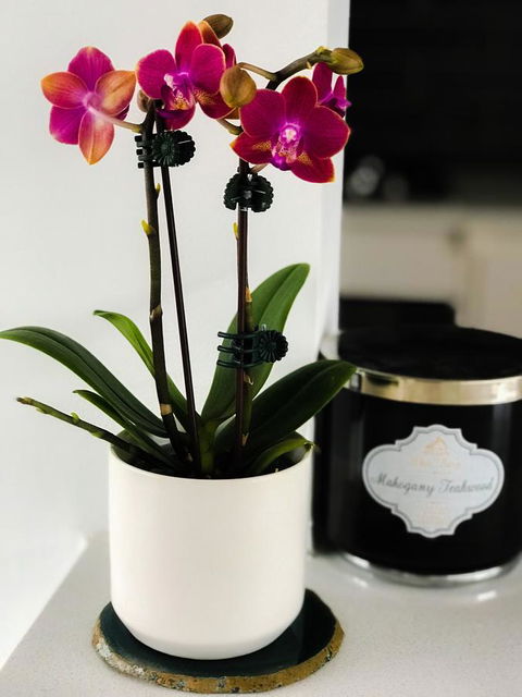 Woollahra Gem, Spectacular Views And Garden Paradise - Stayed 17