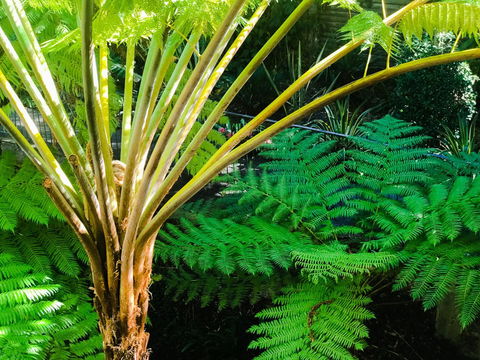 Woollahra Gem, Spectacular Views And Garden Paradise - Stayed 35