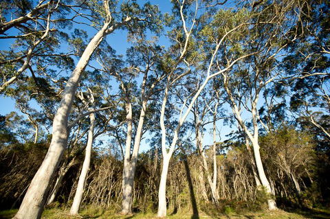 Bush & Bay Cottage - Stayed 28