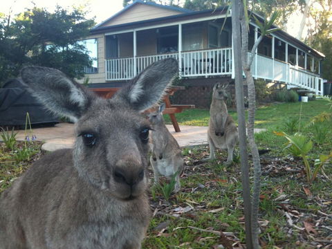 Bush & Bay Cottage - Stayed 0