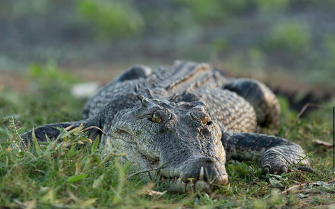 Wildman Wilderness Lodge - Stayed 24