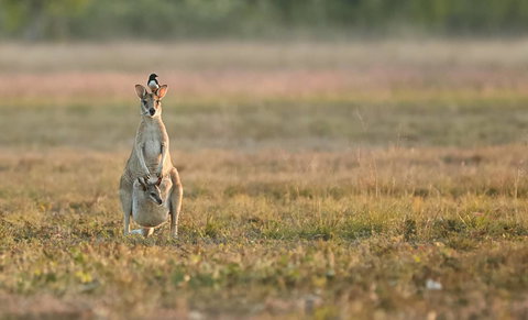 Wildman Wilderness Lodge - Stayed 25