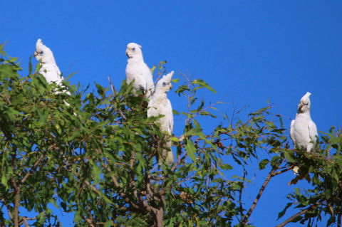 Aurora Kakadu Lodge - Stayed 9
