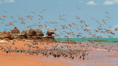 Broome Bird Observatory - Stayed 1