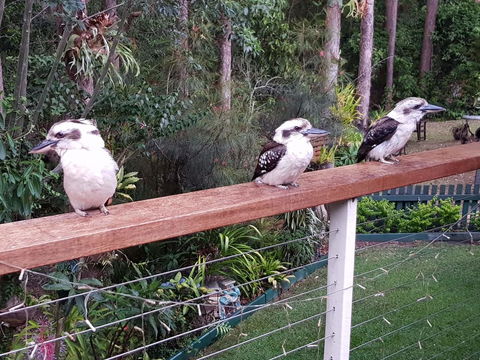 Buderim Forest Hideaway - Stayed 1