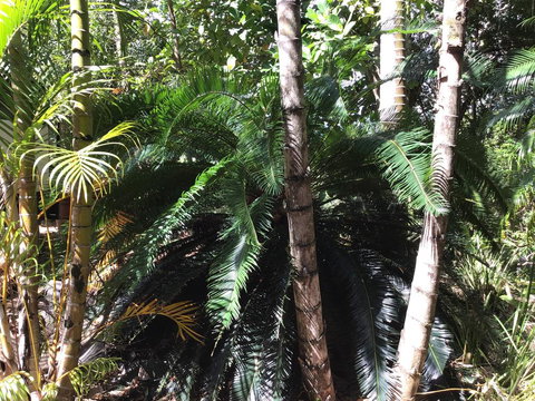 Bunya Cottage - Stayed 1