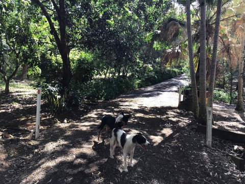 Bunya Cottage - Stayed 3