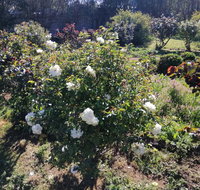 Carisbrook Country Retreat Motel - Stayed