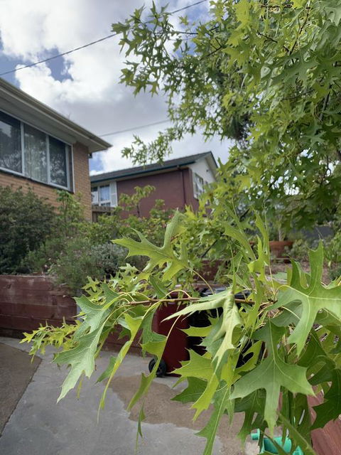 Comfortable Homestay - Stayed 1