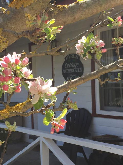 Coonawarra's Pyrus Cottage - Stayed 3