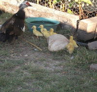 Corella Creek Country Farm Stay - Stays Accommodation