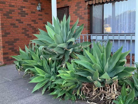 Delicate And Cozy Bedroom In Bentleigh East - Stayed 2