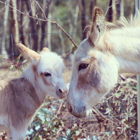 Donkey Tales Farm Cottages - Stays Accommodation 3