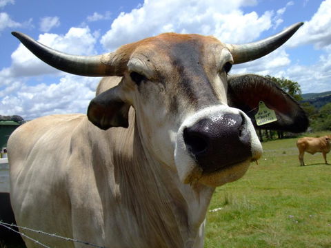 Escape To The Country - Enjoy The Firepit Or Explore Magical Bunya Mountains - Stayed 2