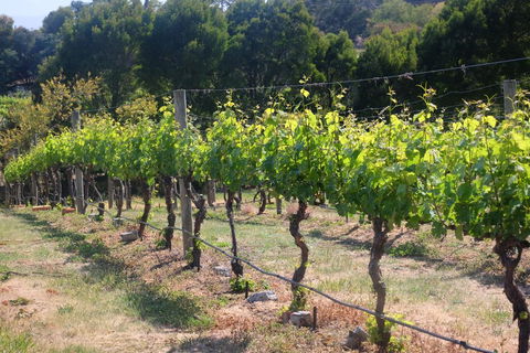 Every Man And His Dog Vineyard - Stayed 2