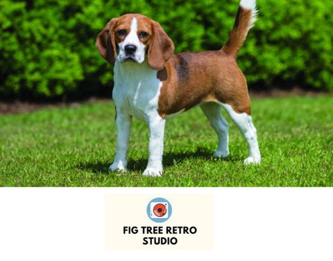 Fig Tree Retro Studio - Stayed 0