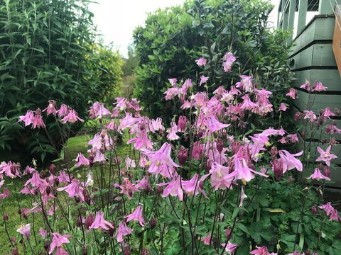 Forrest Willy Wagtail Studio - Stayed 2