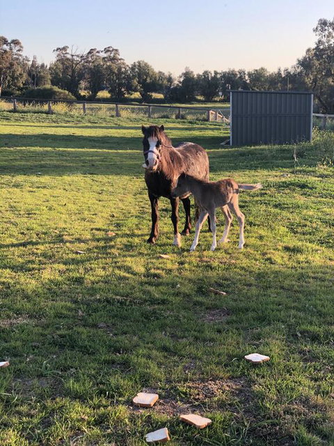 Gibbagunyah Manor - Stayed 1