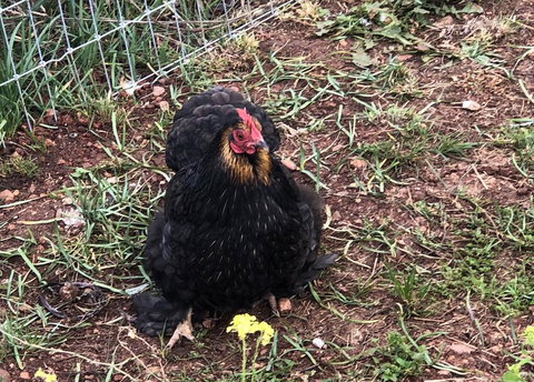 Gibbagunyah Manor - Stayed 2